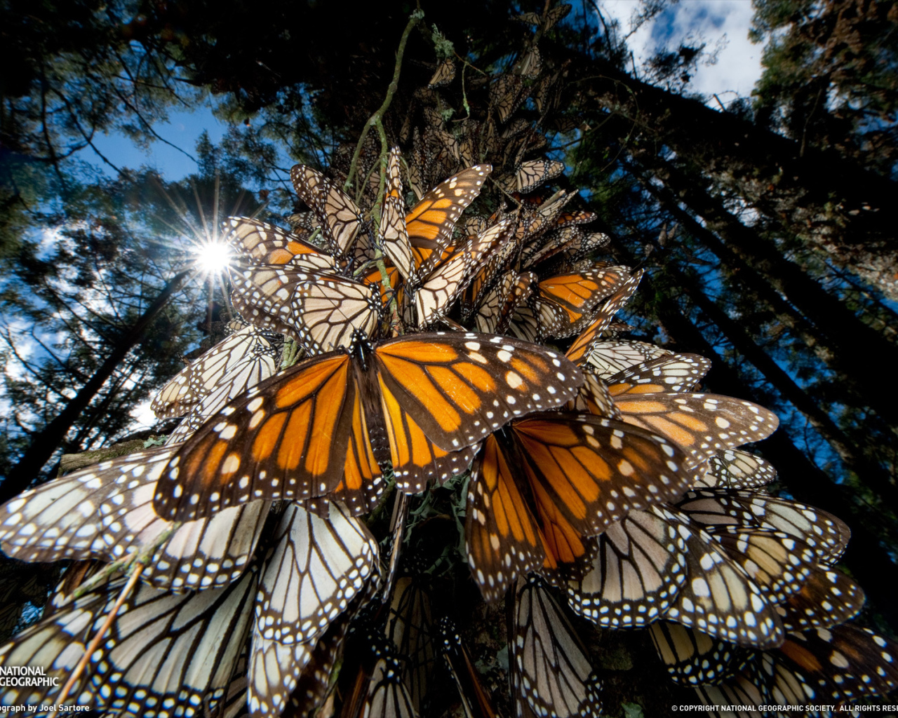 Эффектное Мексика