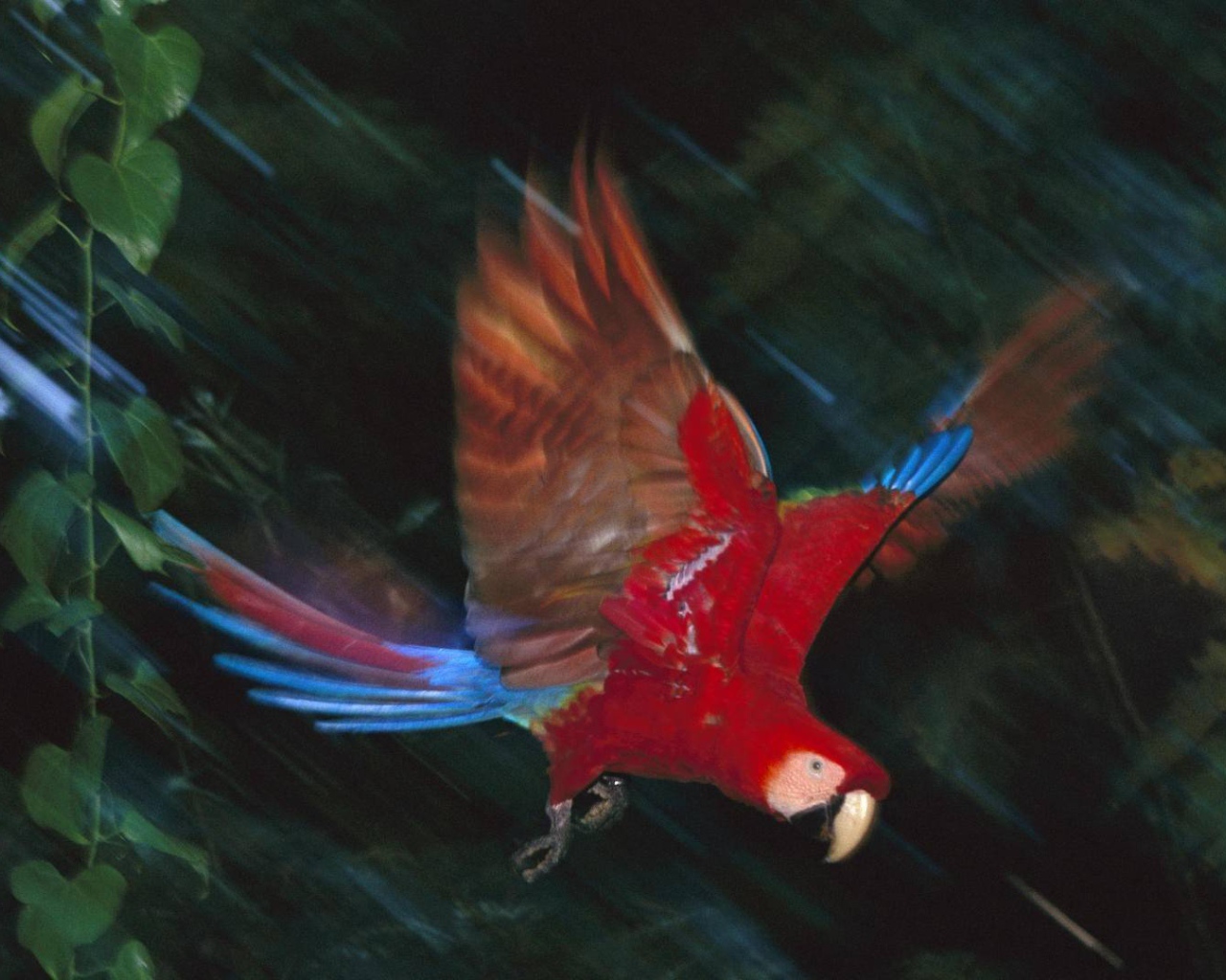 Прекрасная птица в Перу