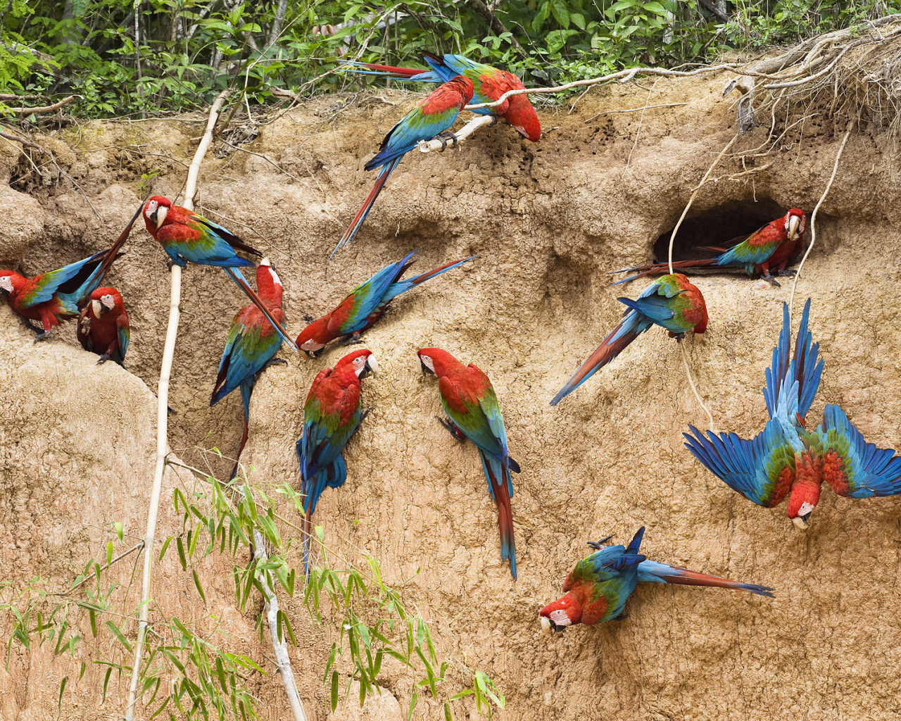 Птицы в Перу
