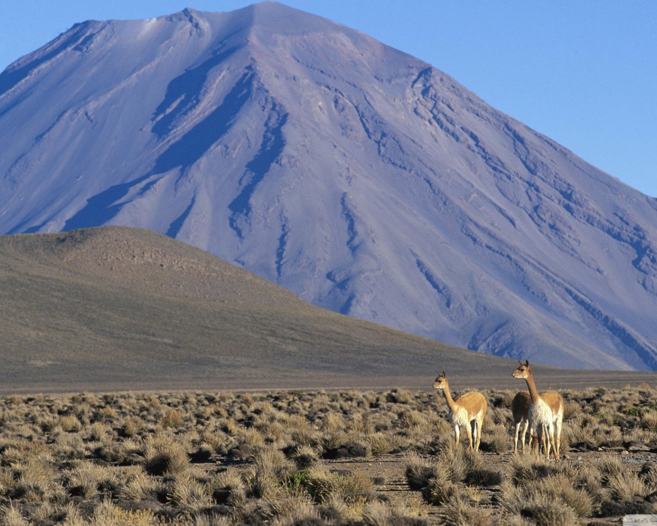 Ламы в Перу