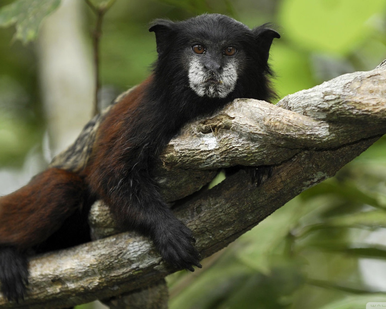 Обезьяна в джунглях Перу