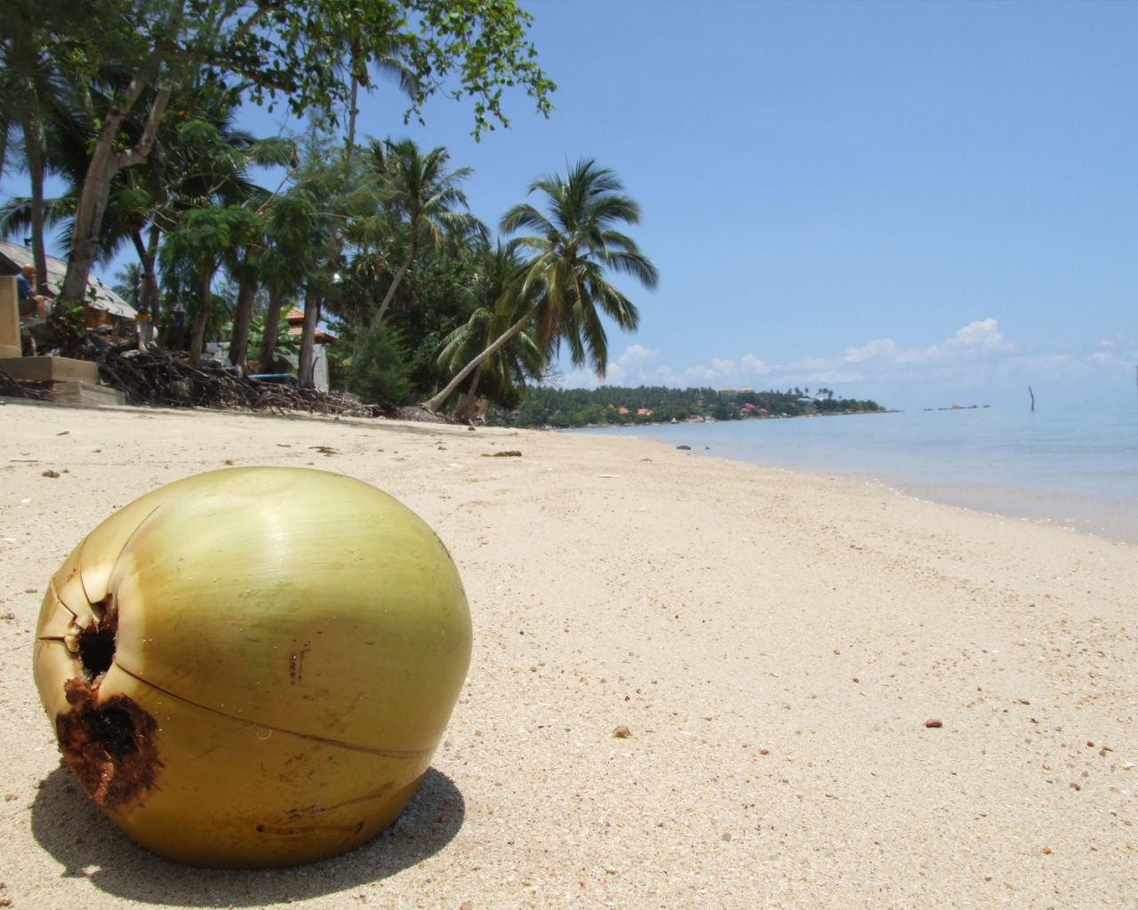 Кокос на пляже на острове Самуи, Таиланд