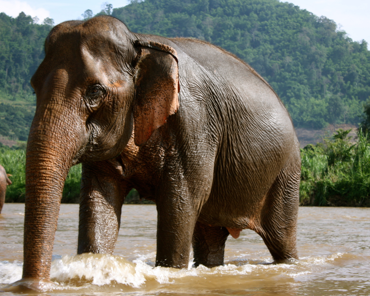 Купающийся слон на курорте Чианг Рай, Таиланд