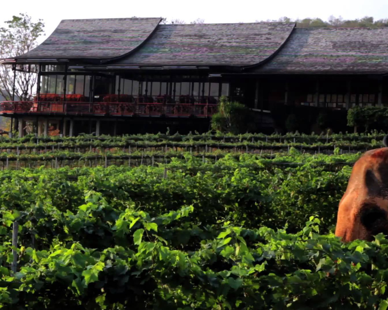 Слон на фоне дома на курорте Хуа Хин, Таиланд