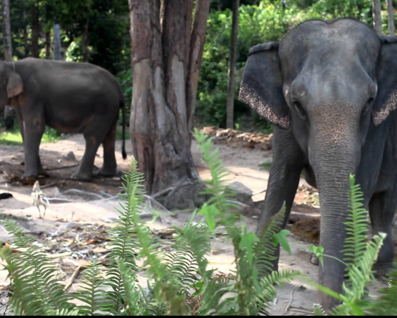 Слоны на берегу моря на острове Панган, Таиланд