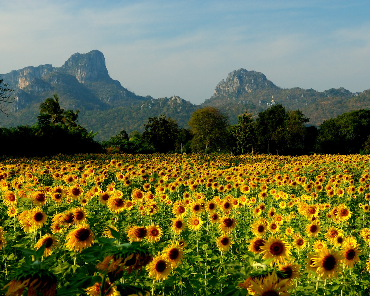 Поле подсолнухов на курорте Лопбури, Таиланд