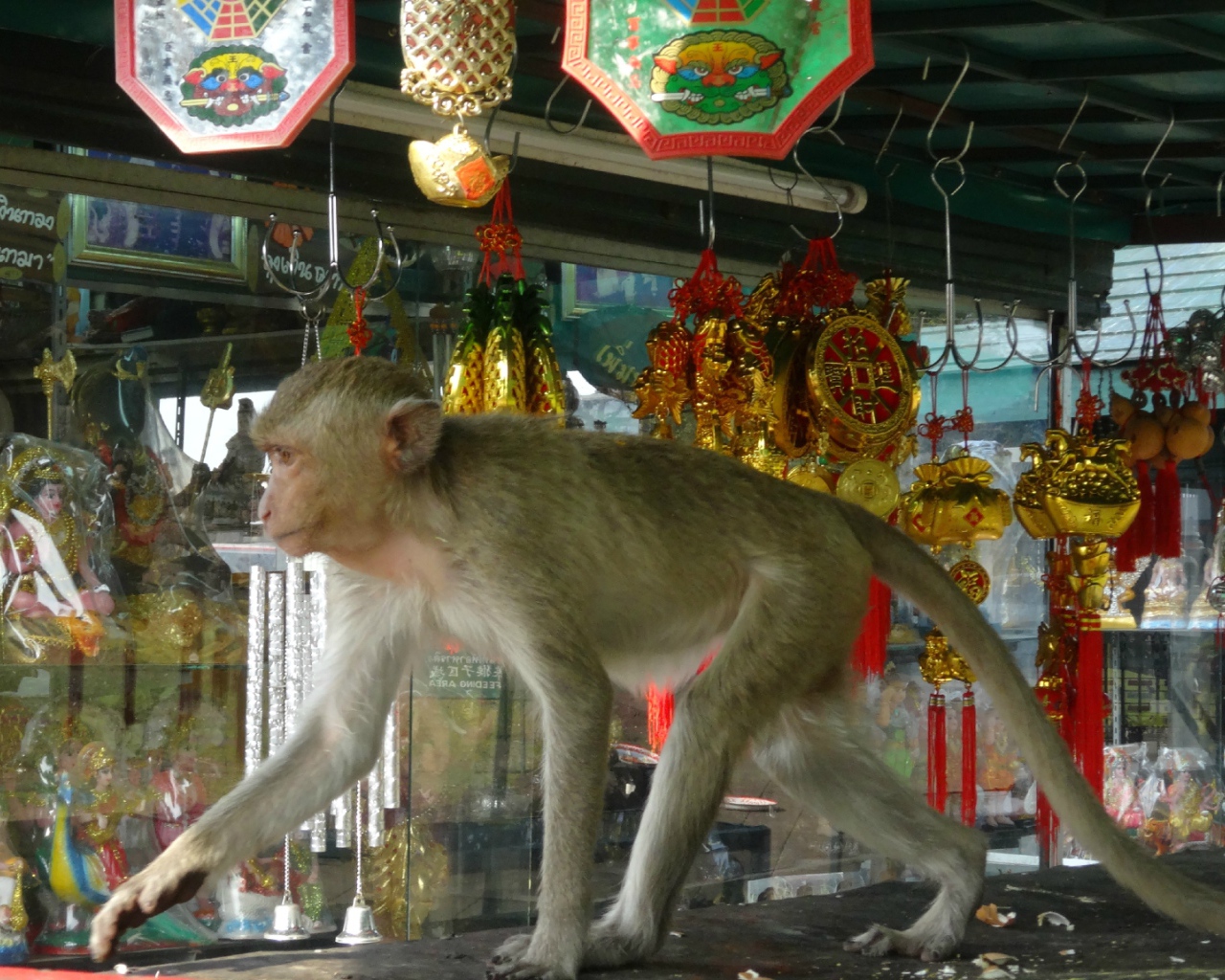 Обезьяна на прилавке на курорте Лопбури, Таиланд