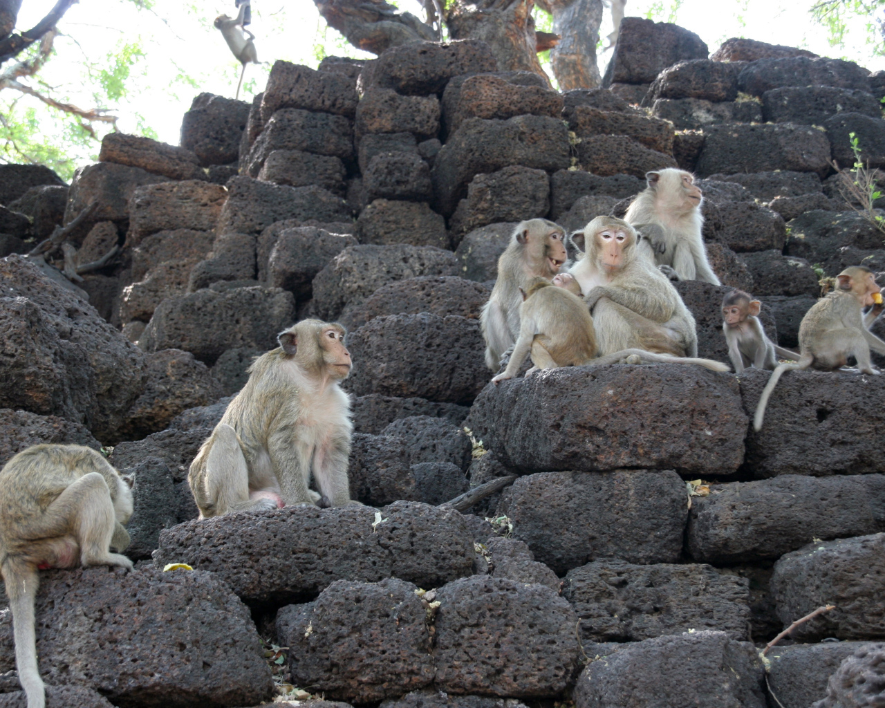Обезьяны на камнях на курорте Лопбури, Таиланд