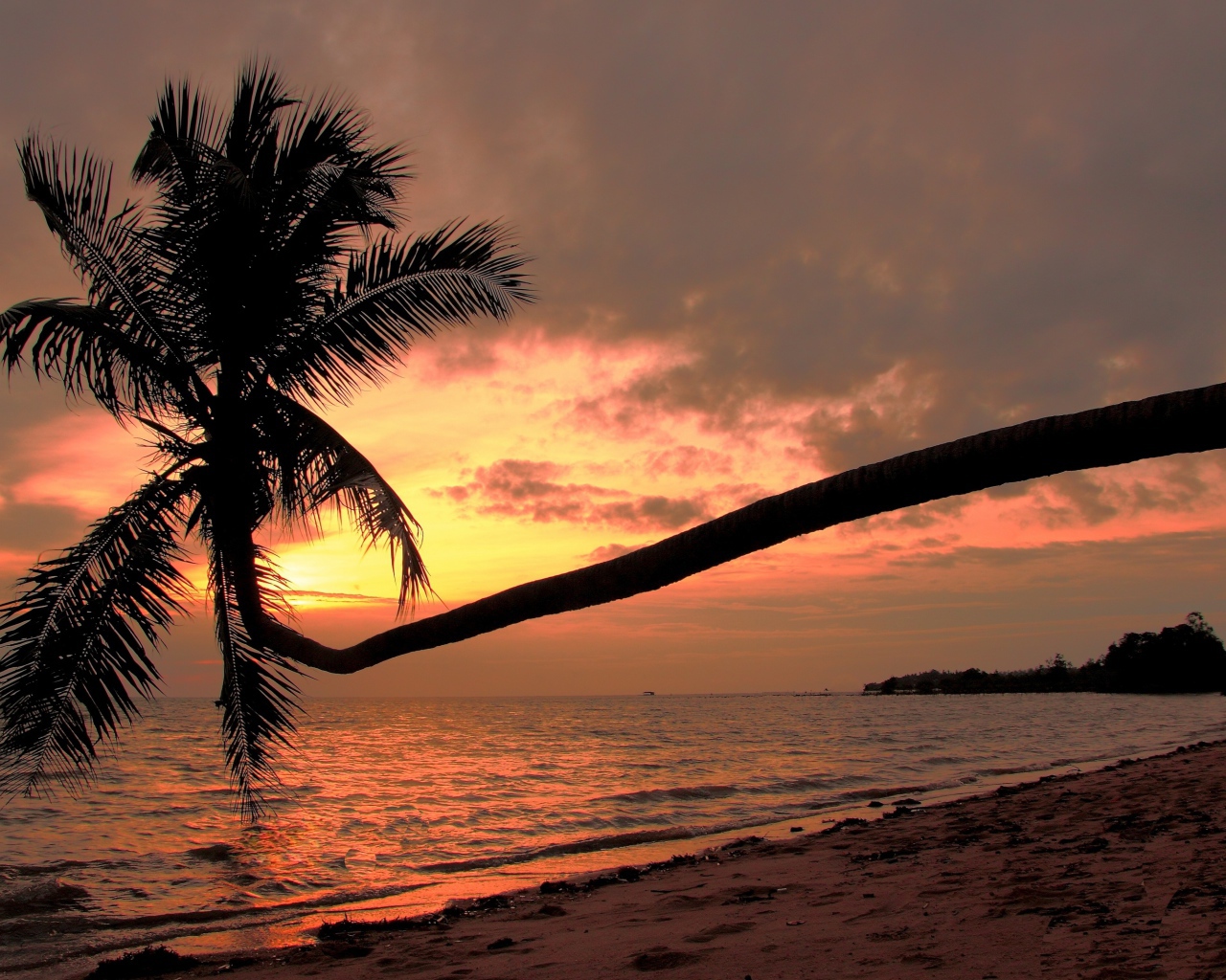 Пальма на пляже на острове Панган, Таиланд