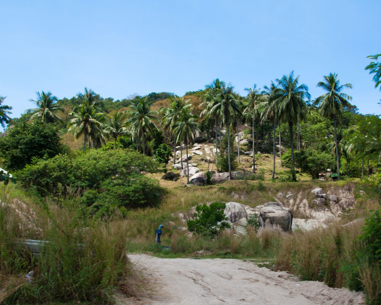 Пальмы на скале на острове Тао, Таиланд
