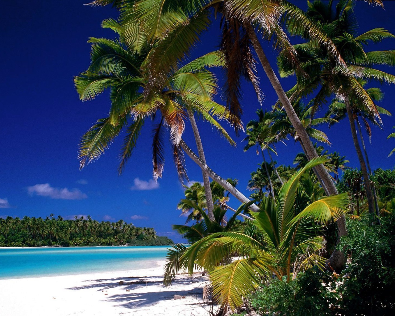 Пальмы на берегу на острове Тао, Таиланд