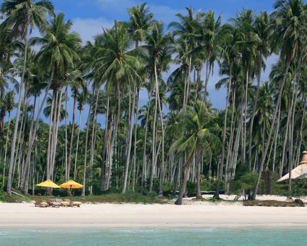 Palms on the beach in Koh Kood, Thailand