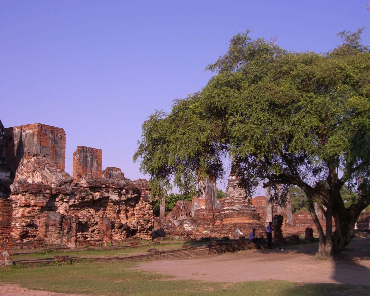 Дерево в храме на курорте Аютайя, Таиланд