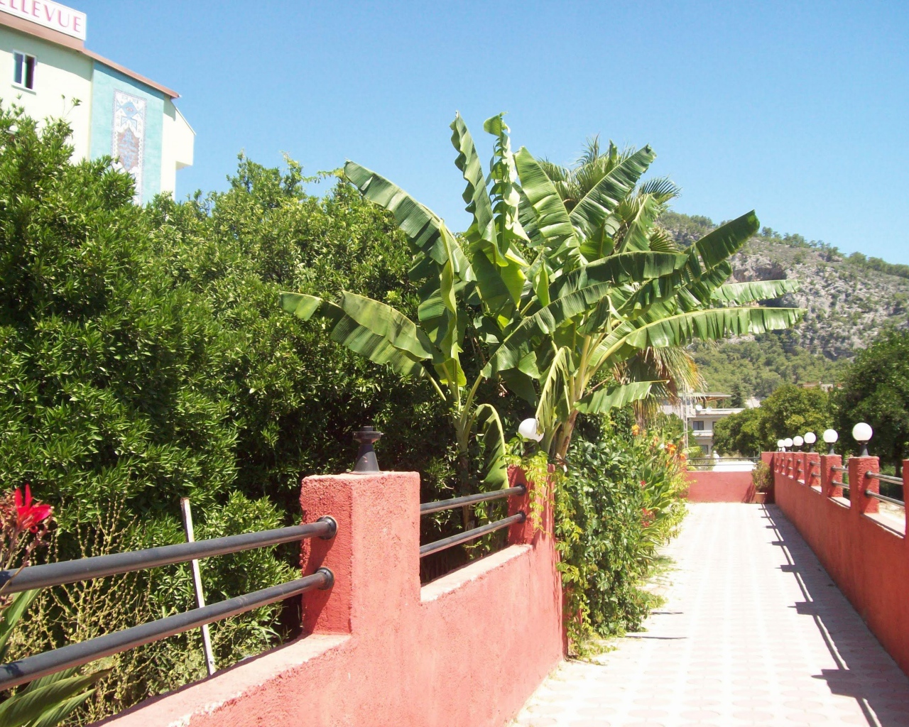 Зеленые растения в Кемере, Турция