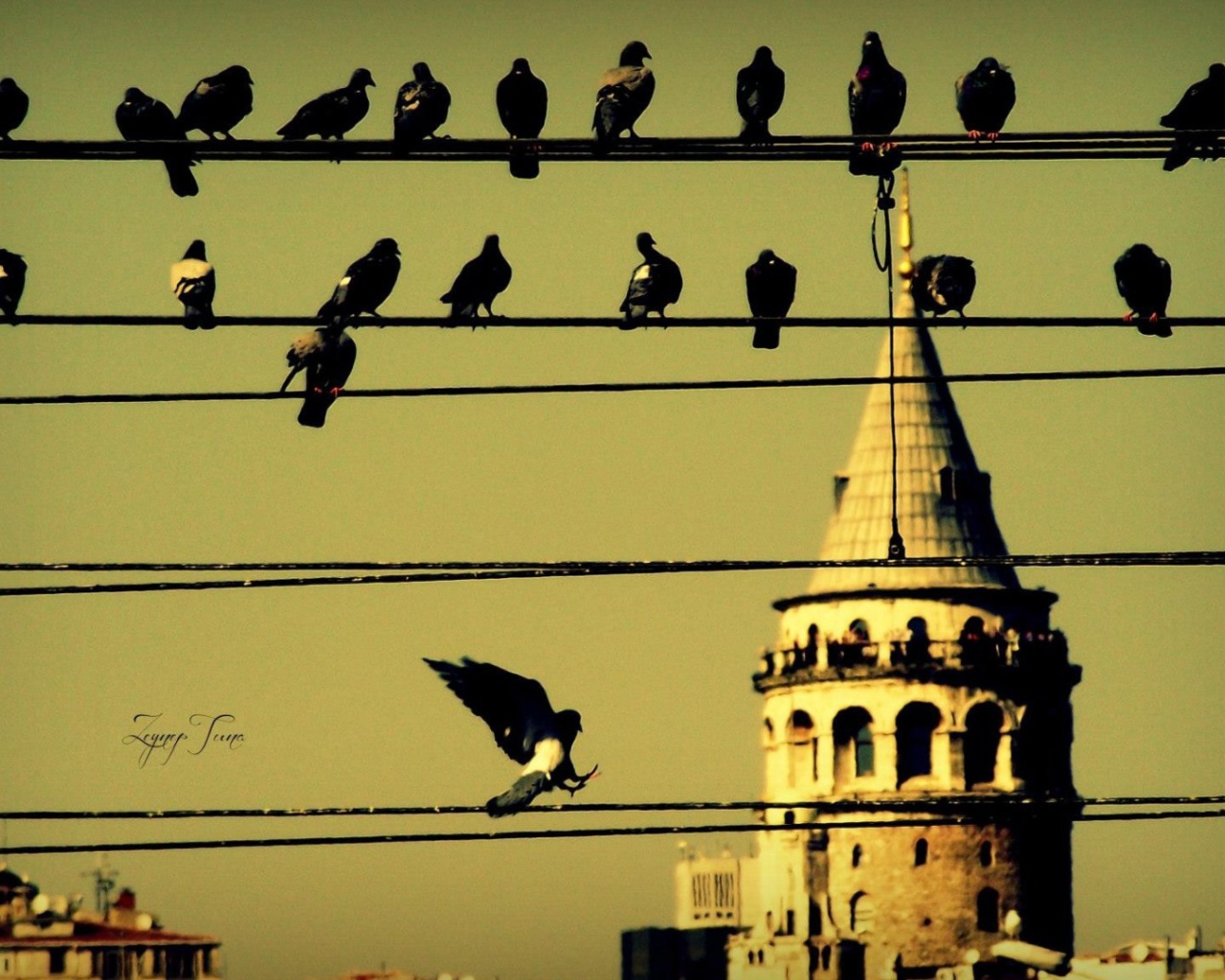Голуби на проводах в Стамбуле