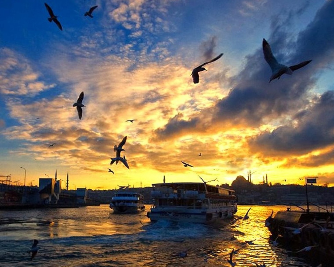 Чайки над бухтой в Стамбуле