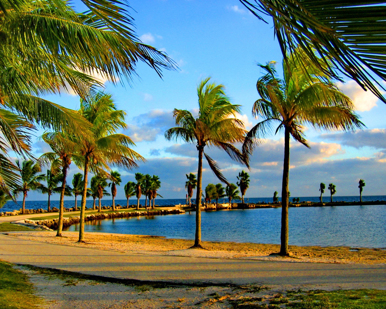 Пальмы на побережье Майами