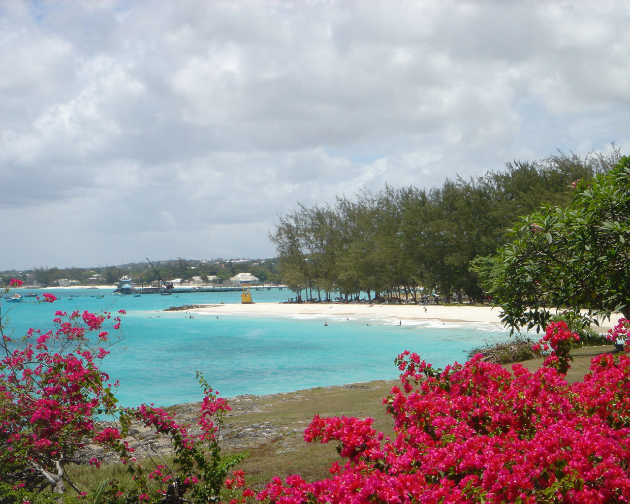 Растительность на пляже в Майами