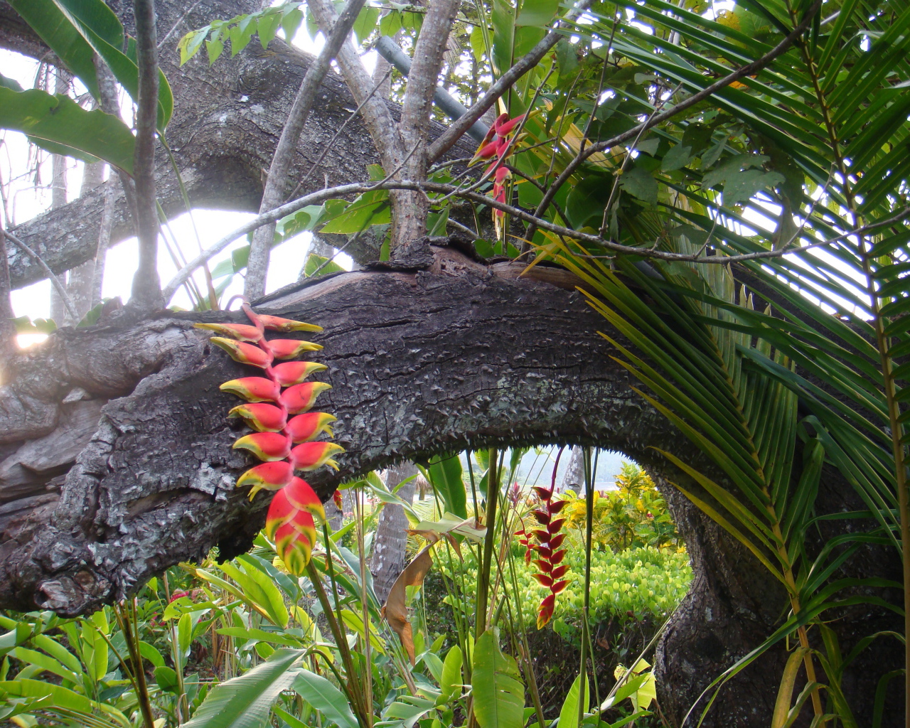 Красивые деревья в Коста-Рике