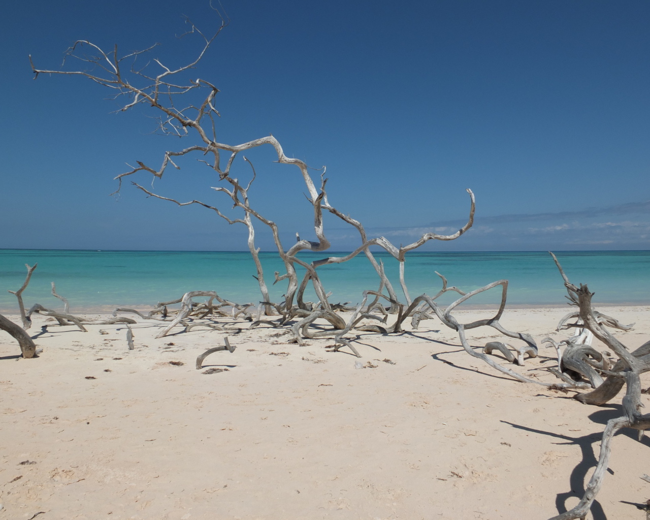Ветки на пляже на курорте Кайо Санта Мария, Куба