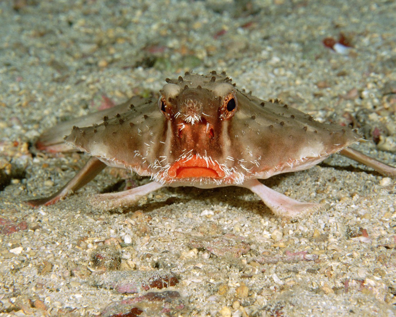 Краб в Коста-Рика