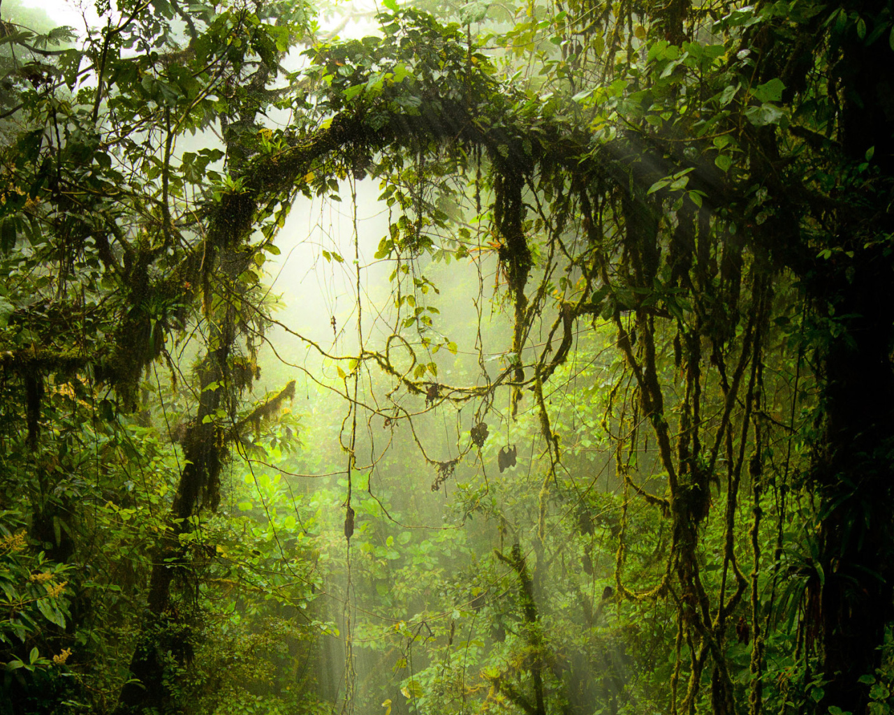 Опасные джунгли Коста-Рика
