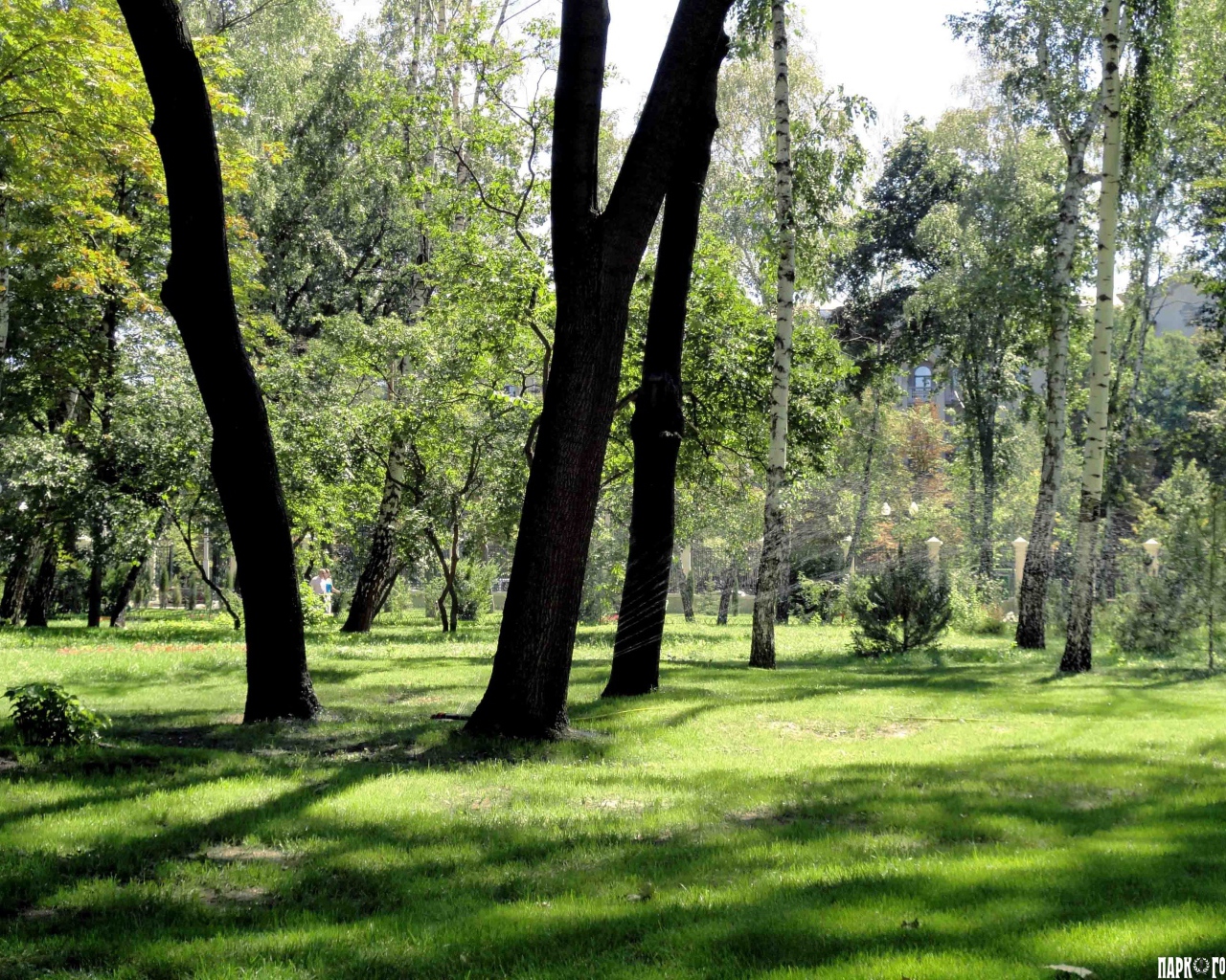 Леса в Харькове