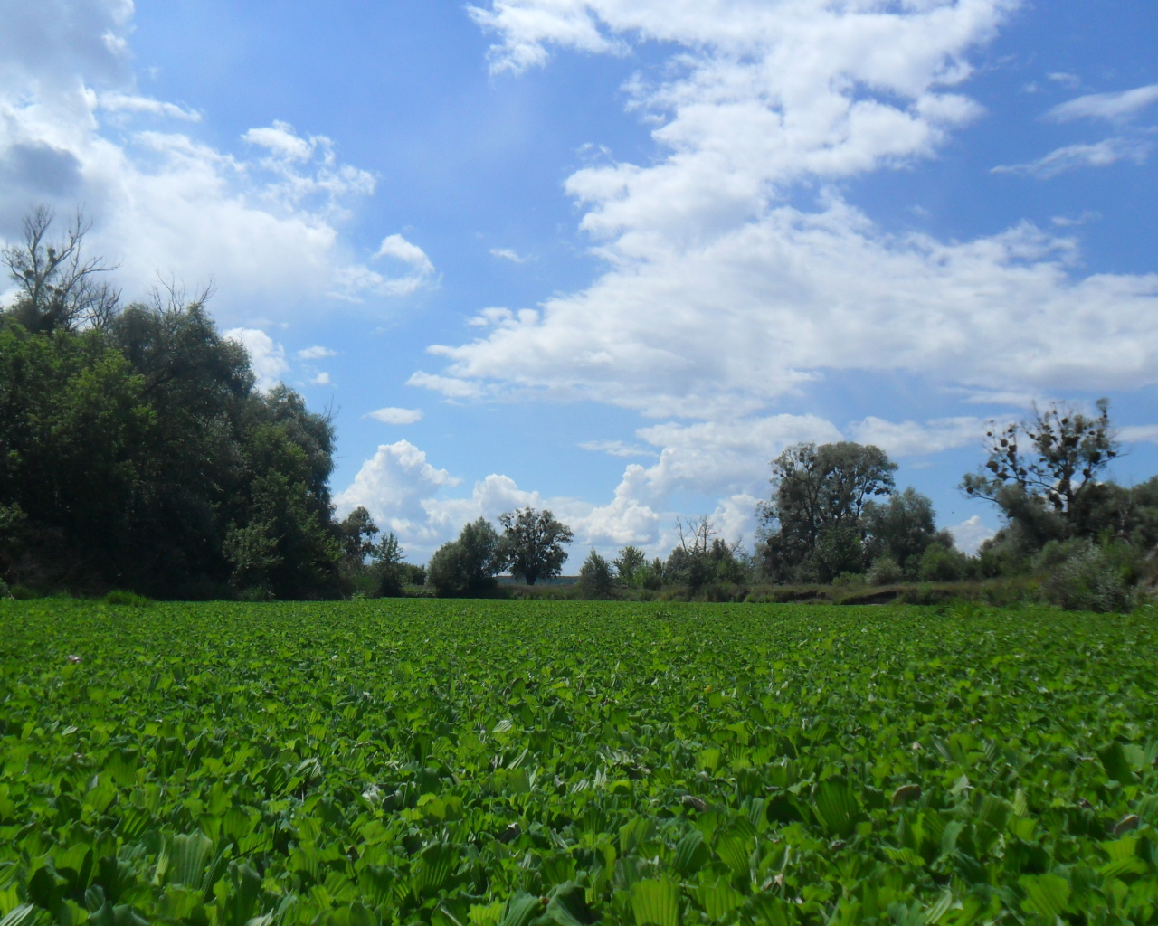 Поляны Харькова