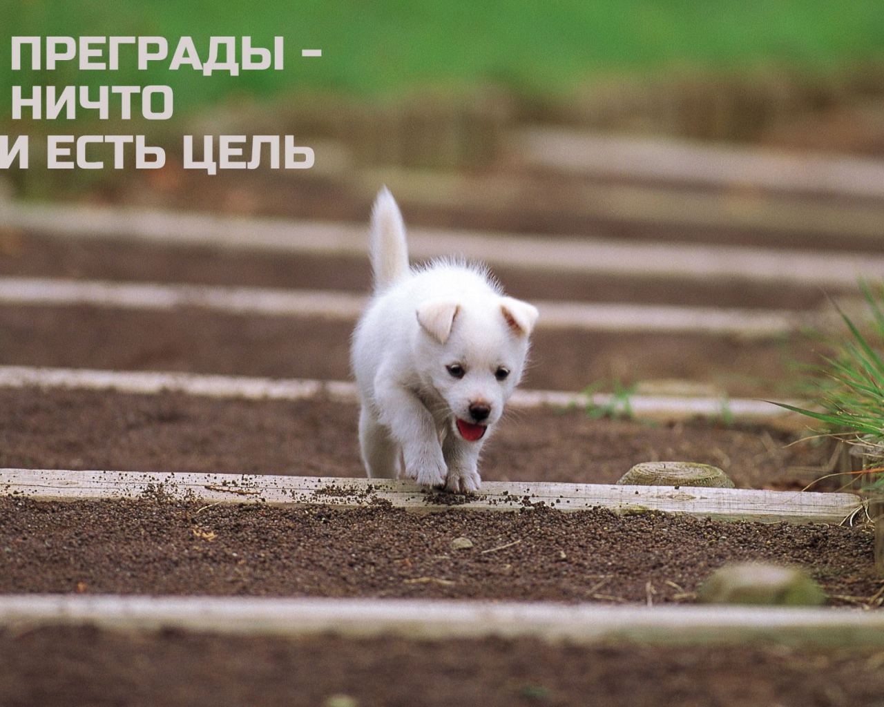 Иди к своей цели