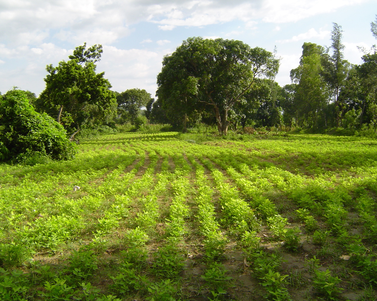 Зеленый пейзаж Гаити