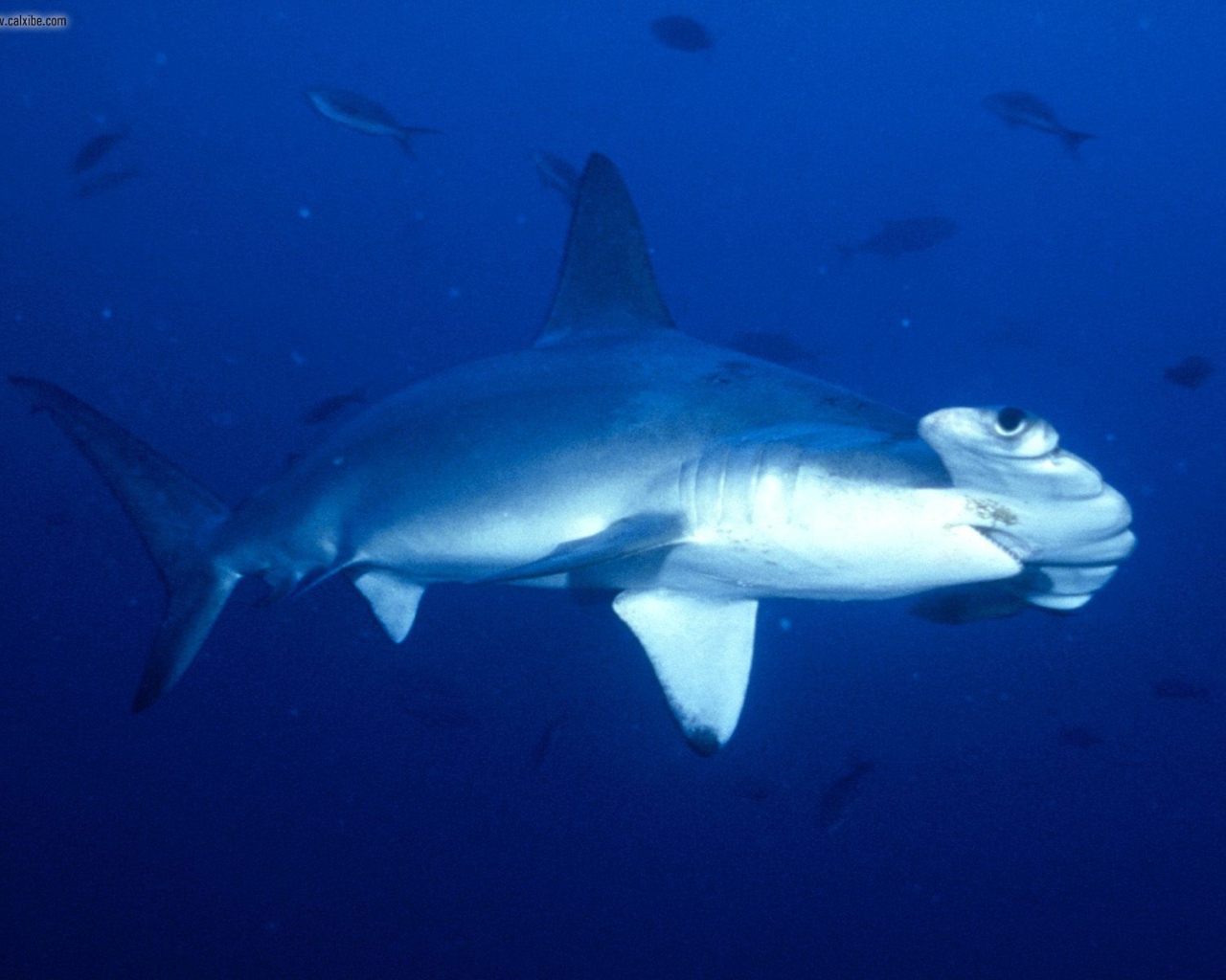 Акула-молот в Коста-Рика