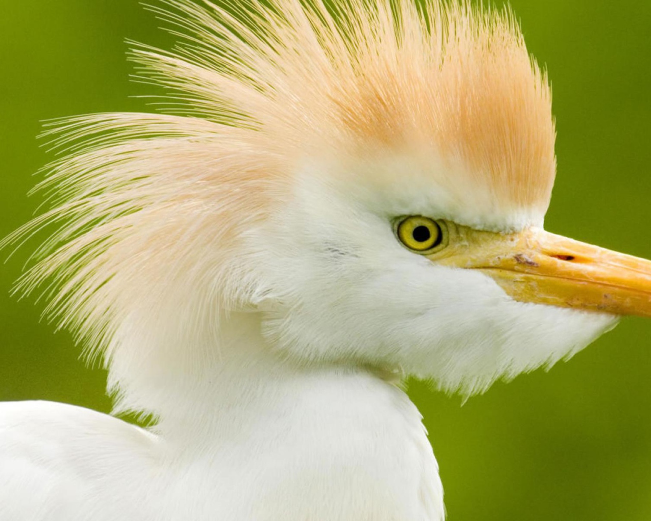 Интересные птицы в Коста-Рике