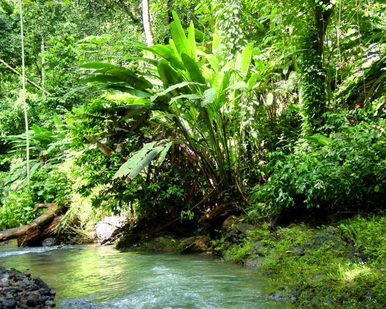 Джунгли Коста-Рика