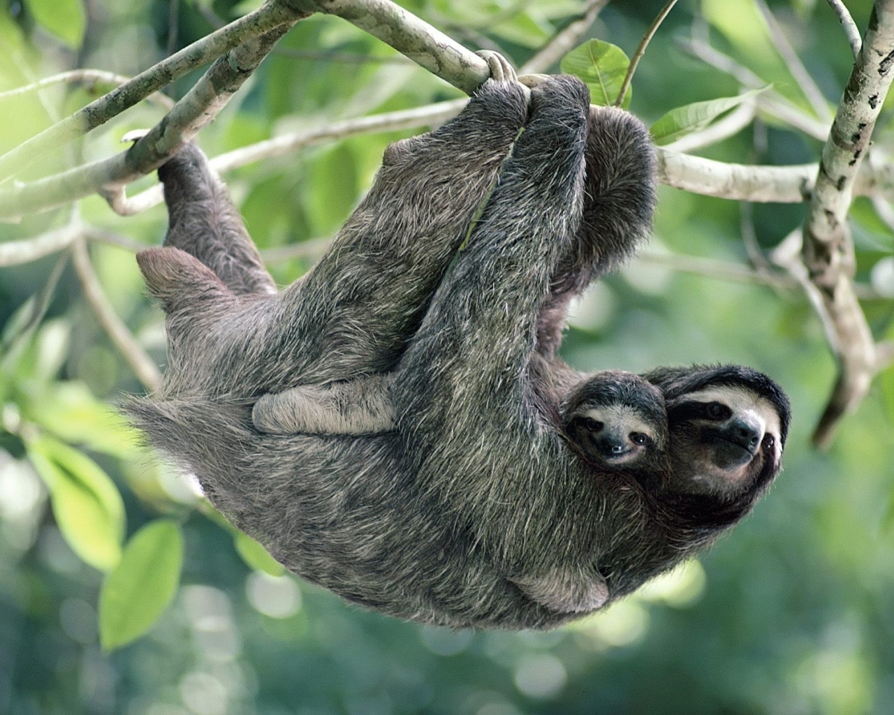 Обезьяны в лесу в Панаме