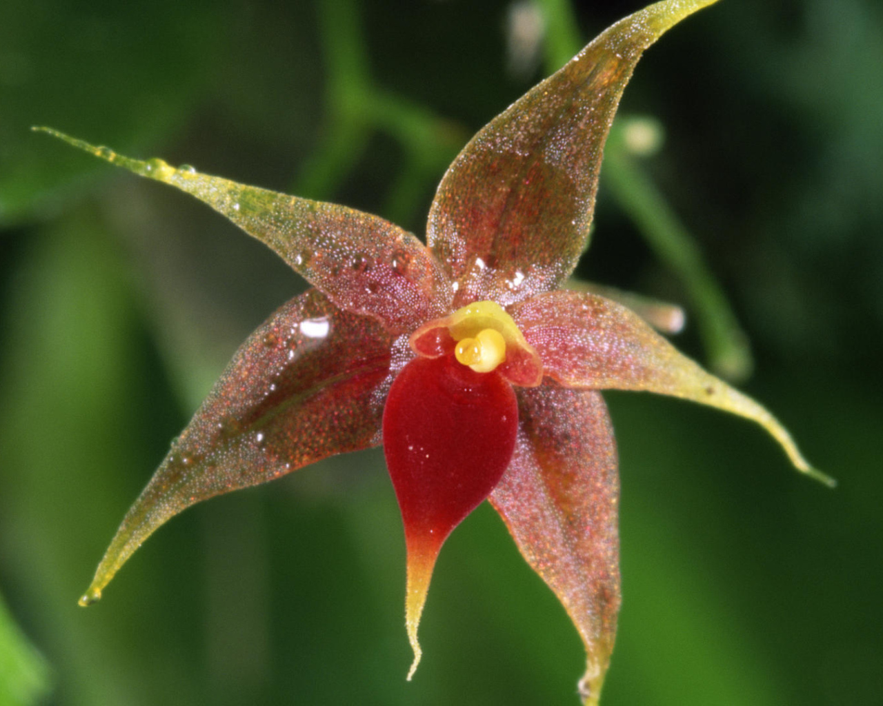 Орхидея в Коста-Рика