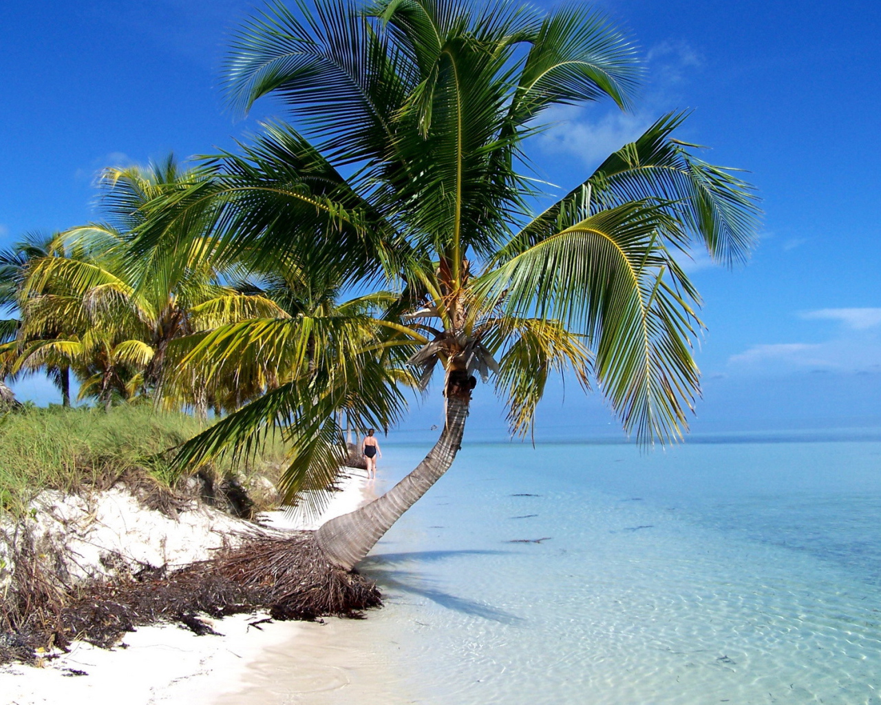 Пальма на пляже на курорте Кайо Гильермо, Куба