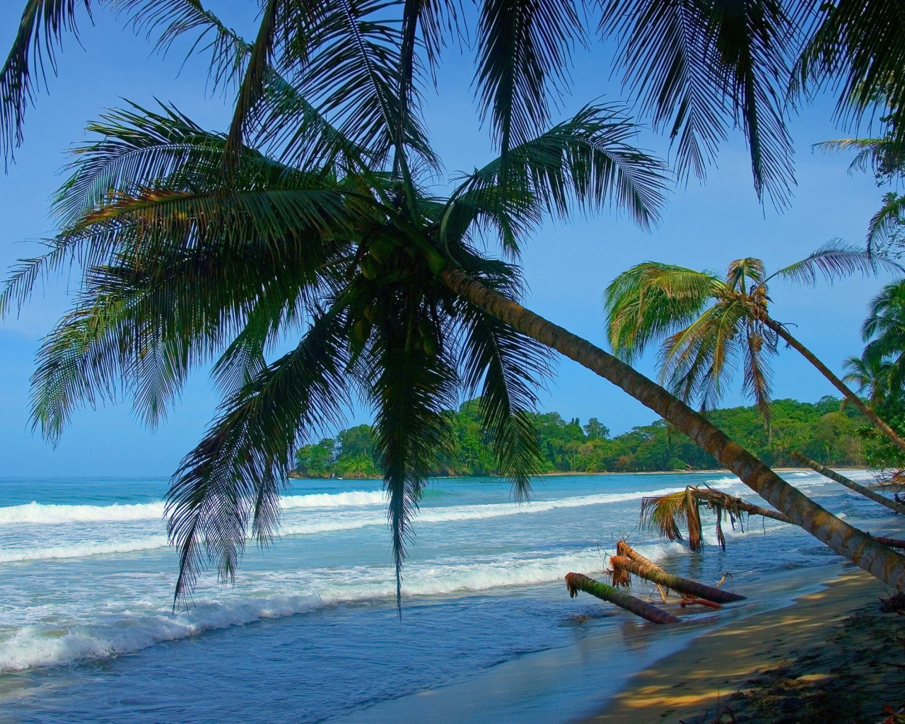 Пальмы на Коста-Рика