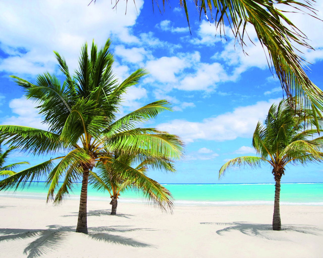 Пальмы на песке на курорте Кайо Энсеначос, Куба
