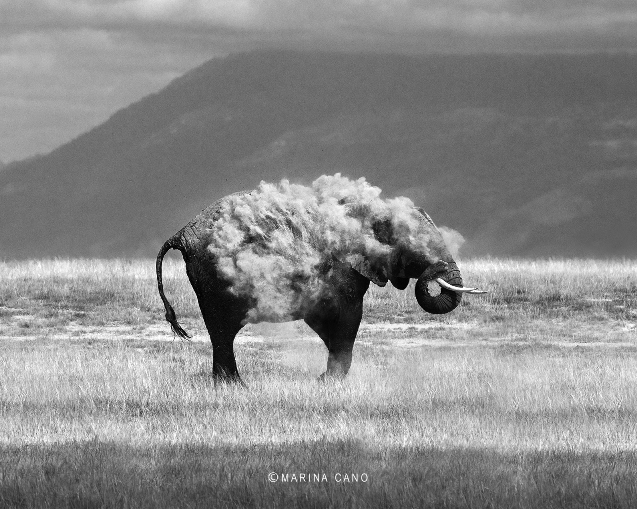 Фотография слон