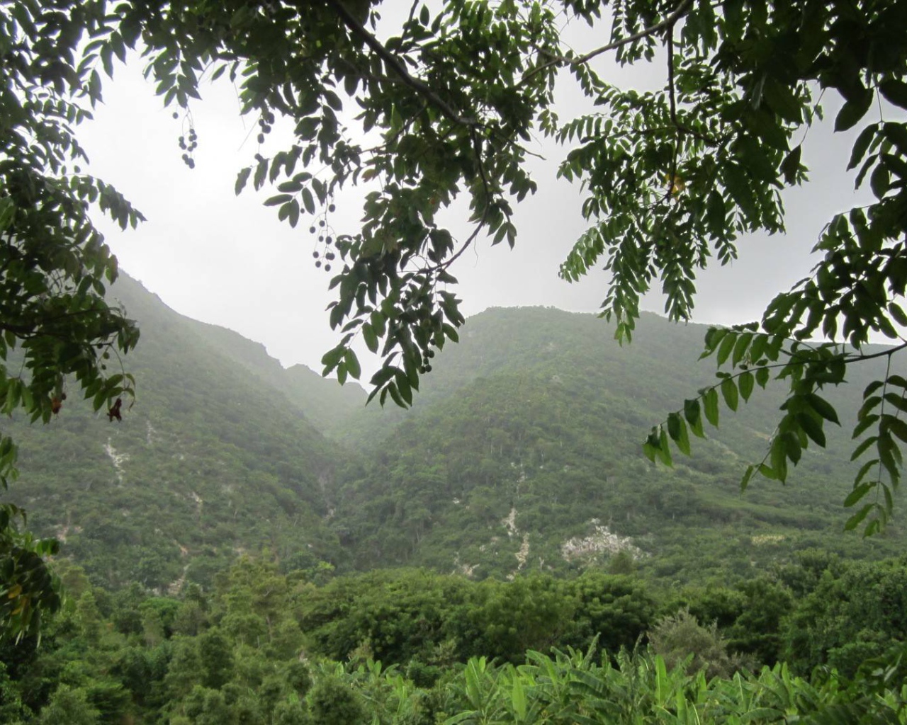 Тропический лес в Гаити