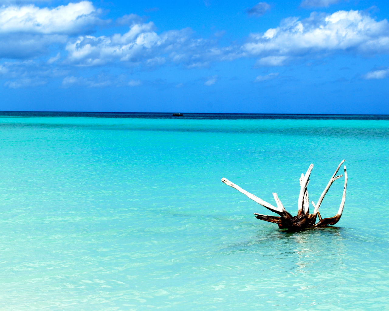 Коряга в воде на курорте Кайо Ларго, Куба