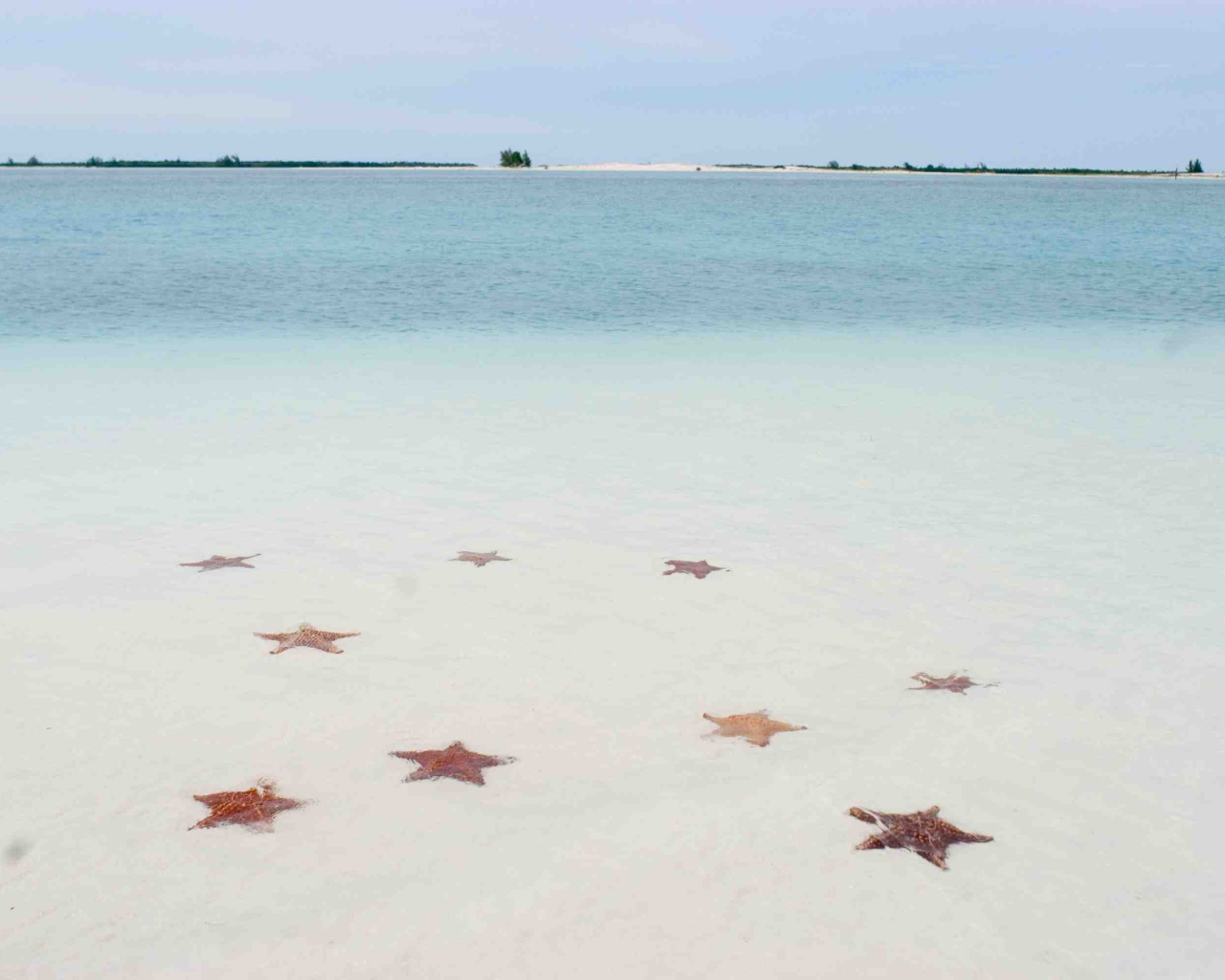 Морские звезды на пляже на курорте Кайо Ларго, Куба