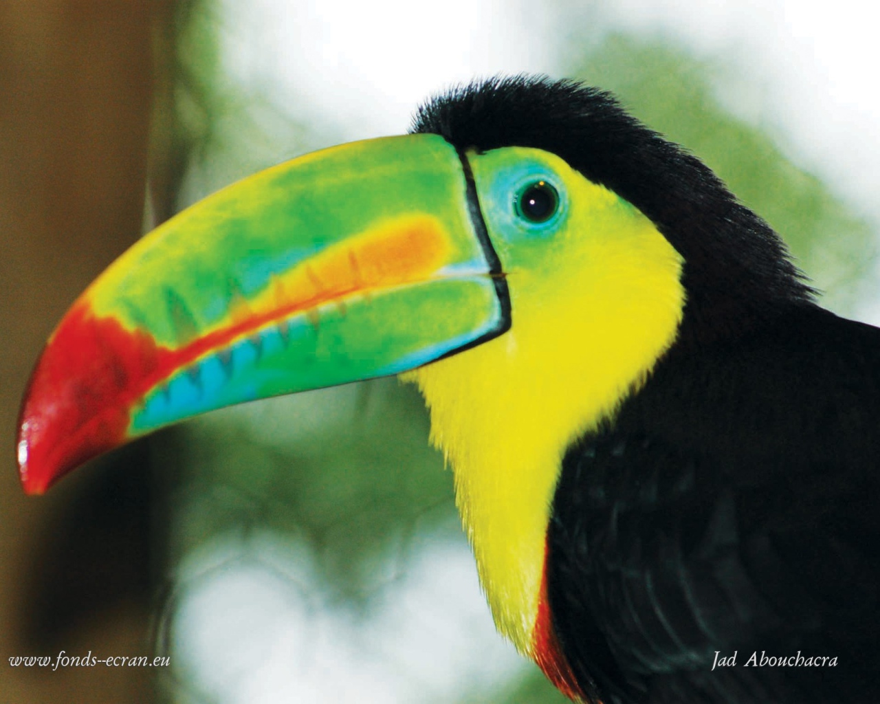 Тукан Коста-Рика