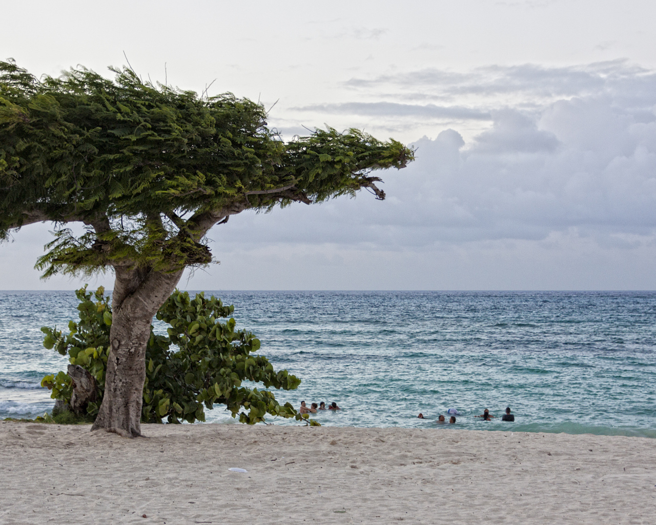 Дерево на фоне моря на курорте Гуардалавака, Куба