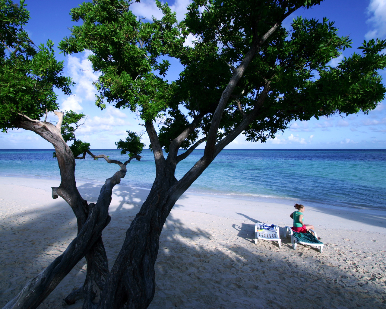 Дерево на пляже на курорте Гуардалавака, Куба