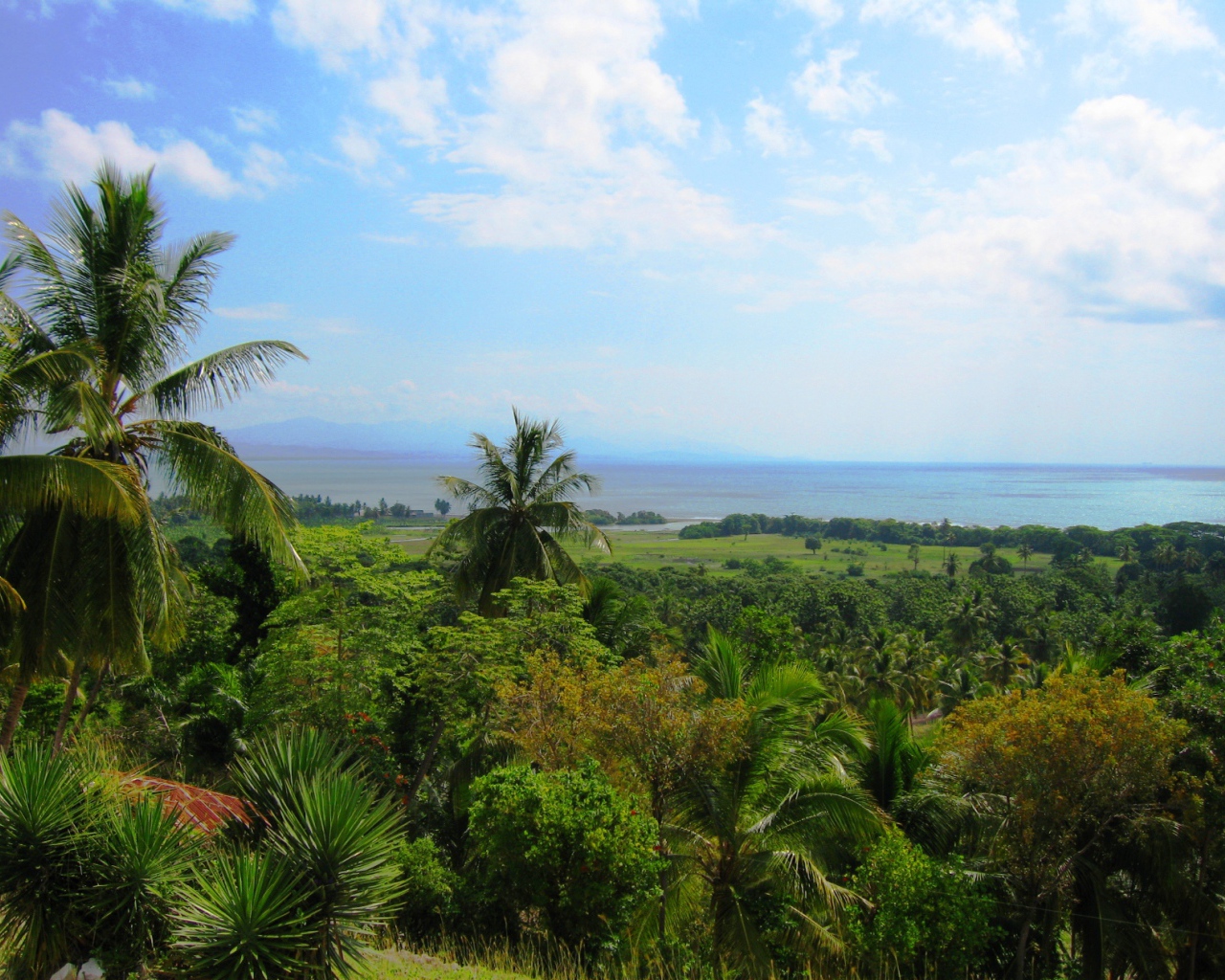 Тропический лес в Гаити