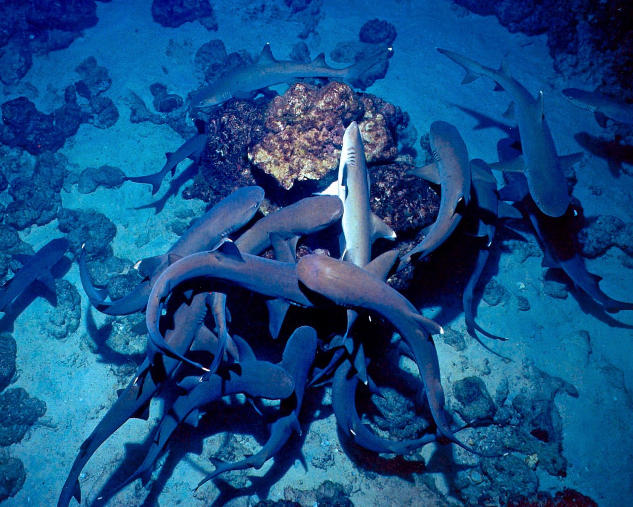 Белый Риф Коста-Рика