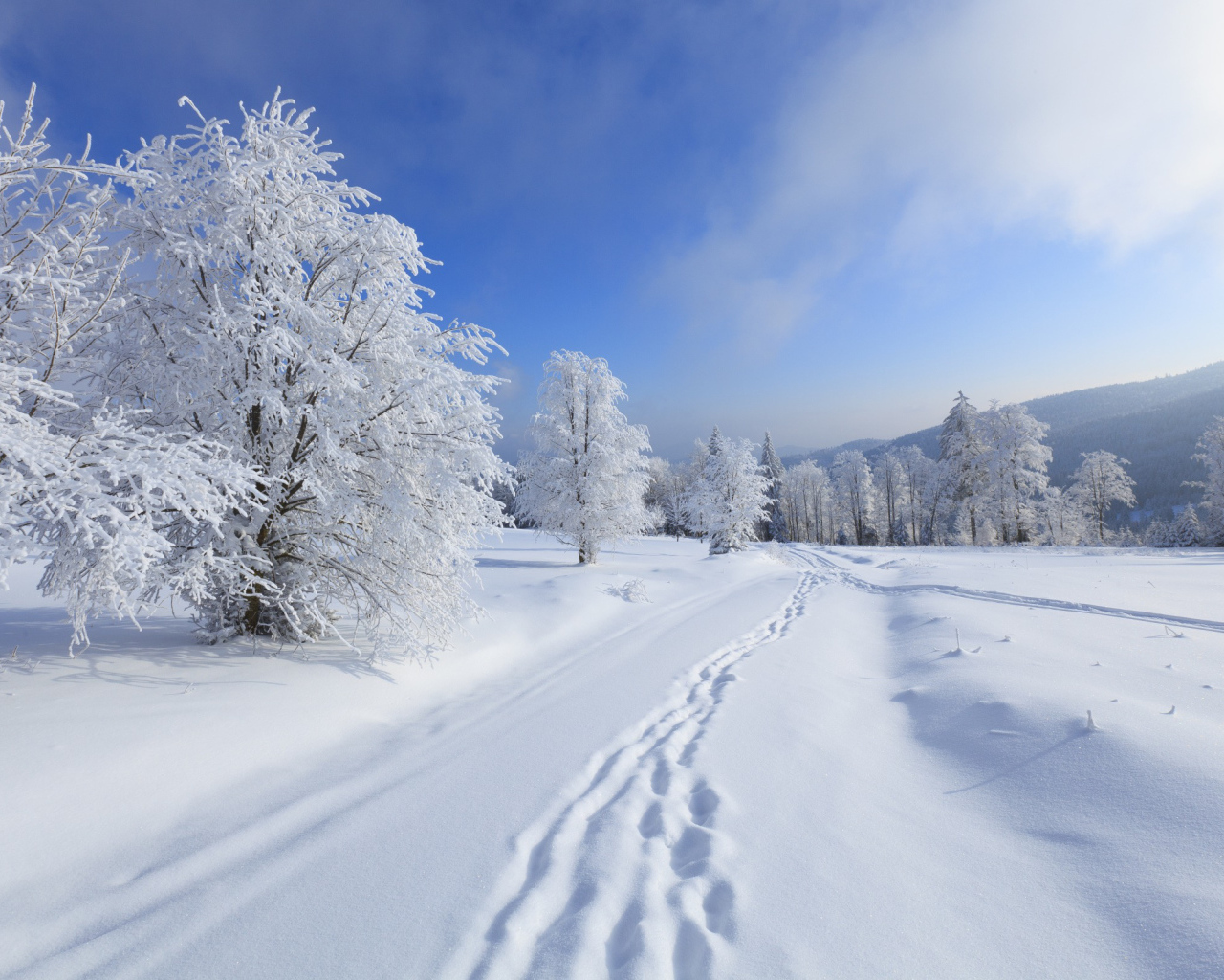 Зимние леса Киева