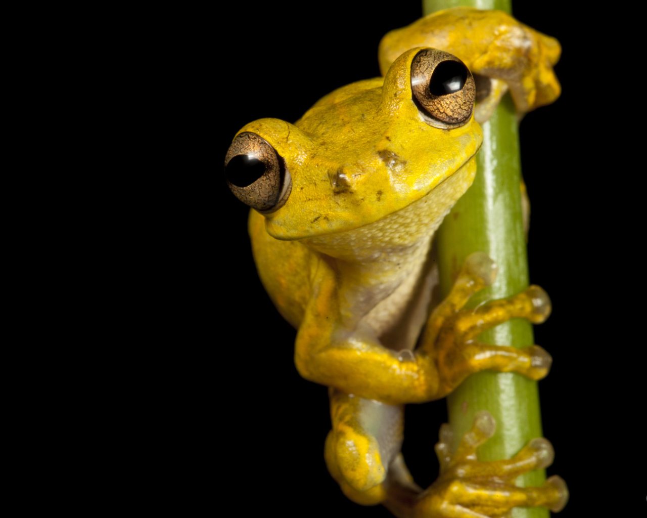 Великолепная страна Гаити