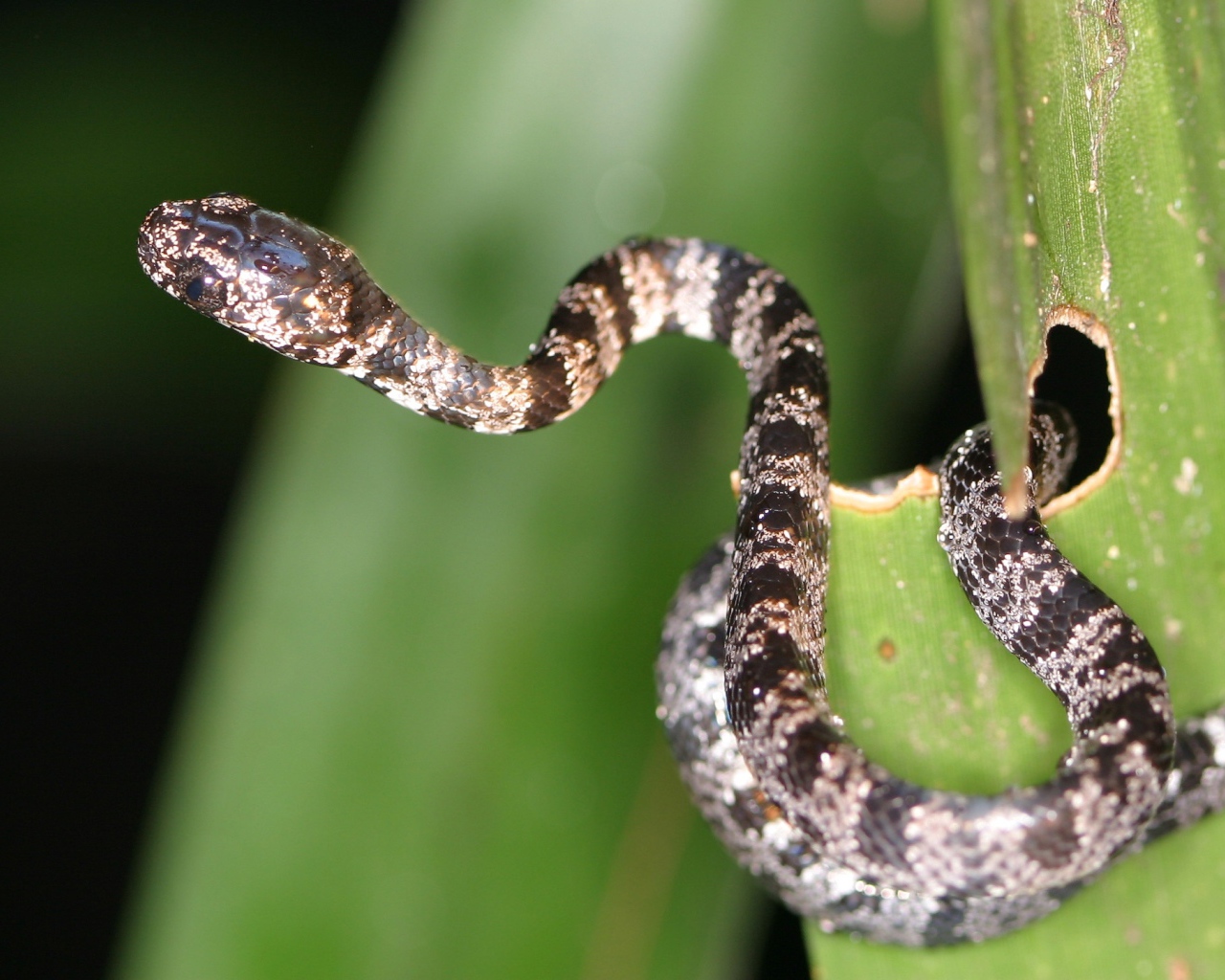 Солнечное Коста-Рика